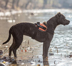 Dog Harness product image 3