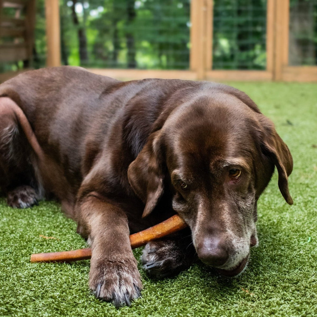 Jumbo Bully Sticks for Dogs product image 3
