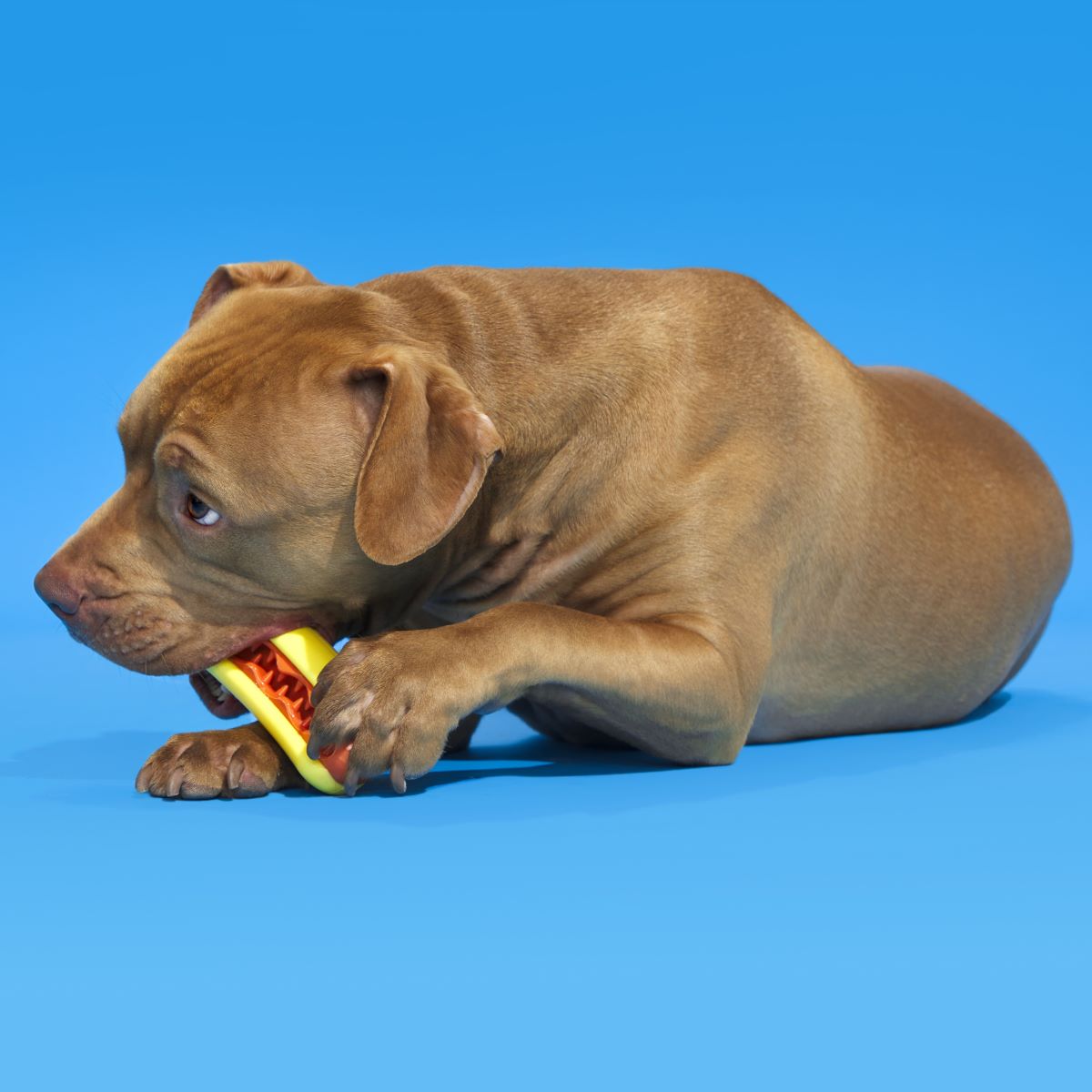 Rubber Treat-Holding Dog Toy product image 3