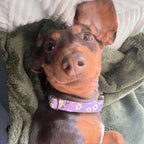Dog Collar product image 3