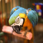 Parrot Food Sample Pack product image 3