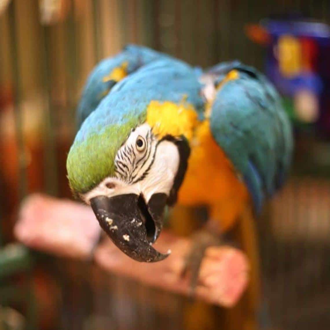 Parrot Food Sample Pack product image 3