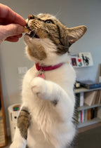 Freeze-Dried Cat Treats product image 3