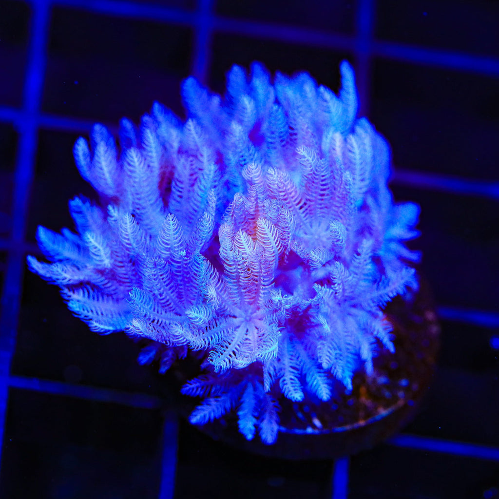 Pulsing Xenia Coral product image 3