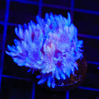 Pulsing Xenia Coral product image 3