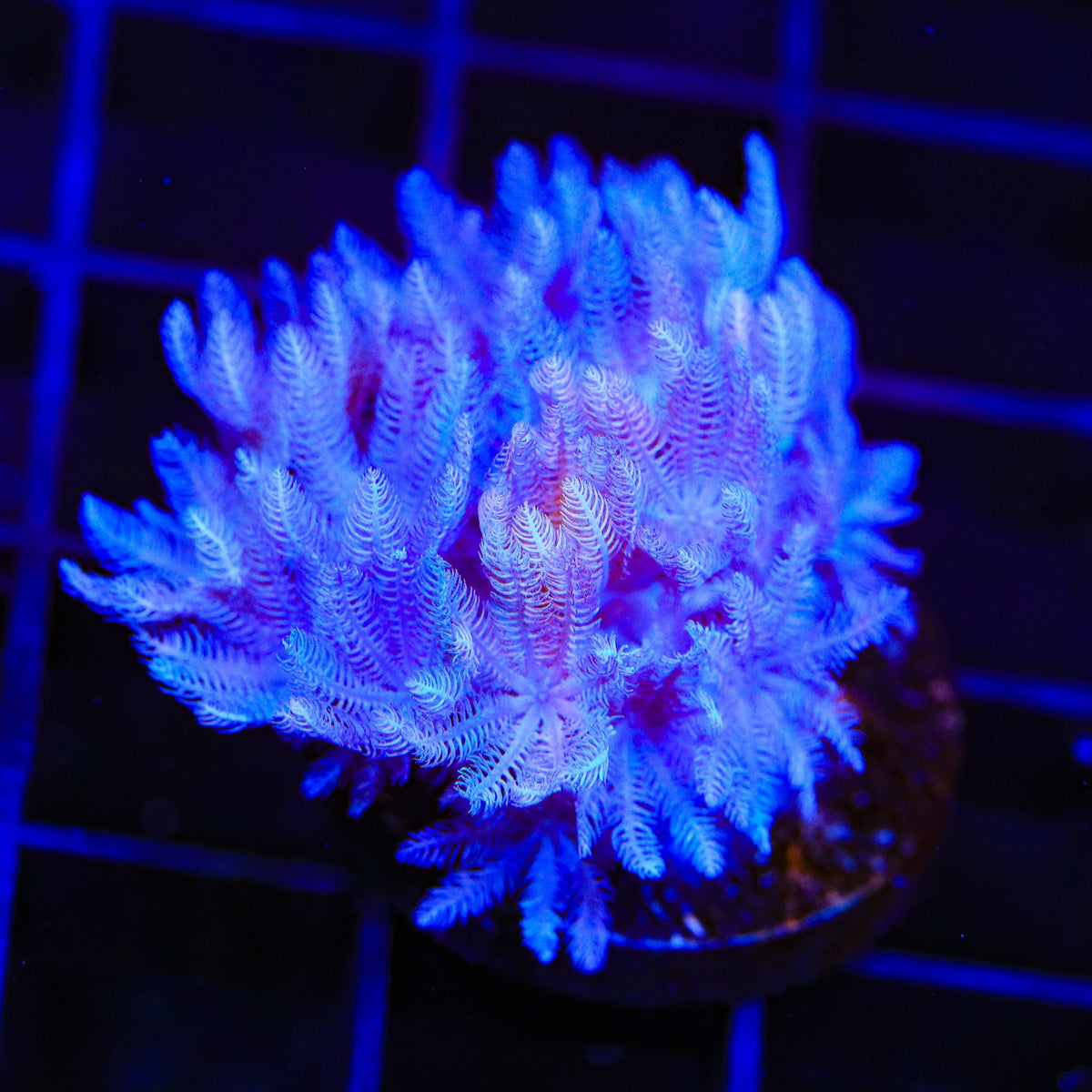 Pulsing Xenia Coral product image 3