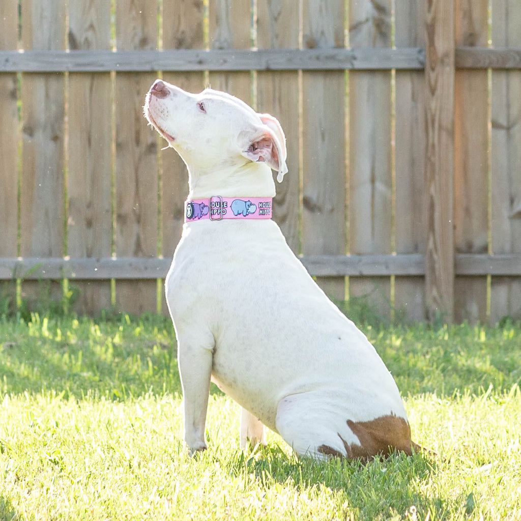 Martingale Dog Collar product image 3