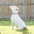 Martingale Dog Collar product image 3