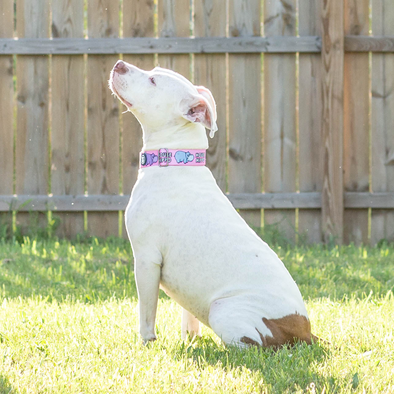 Martingale Dog Collar product image 3
