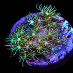 Green Star Polyp Coral product image 3