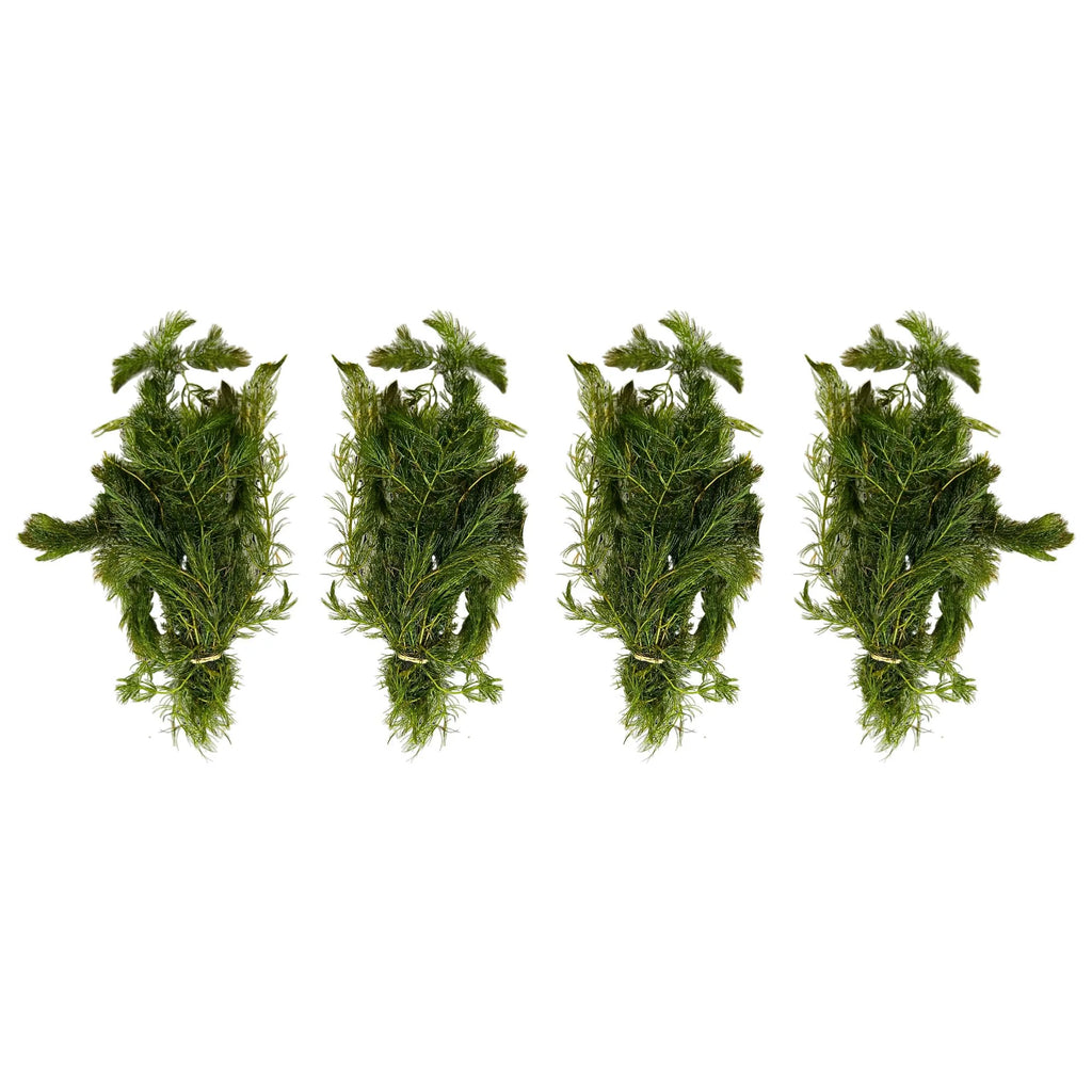 Aquatic Plants product image 3