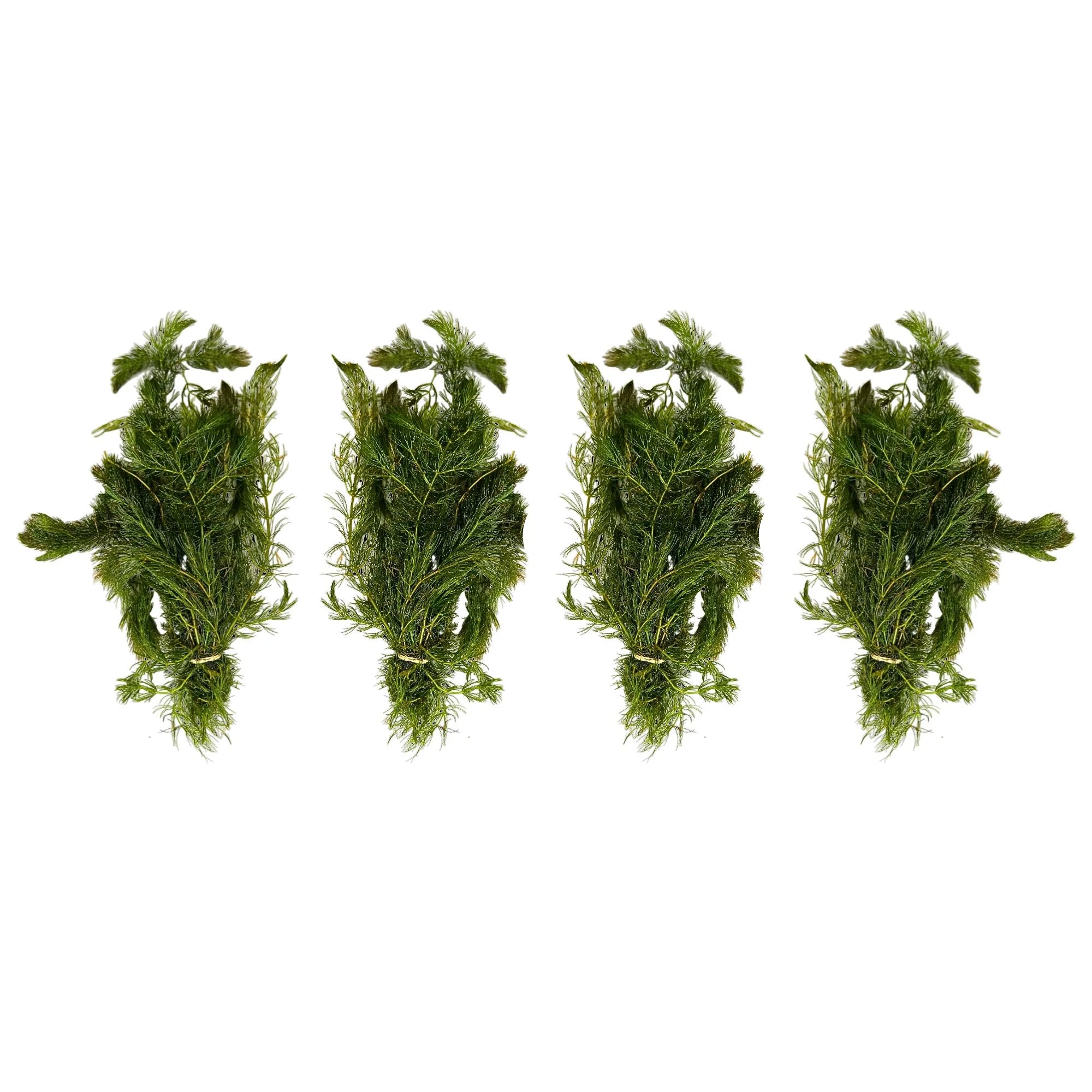 Aquatic Plants product image 3