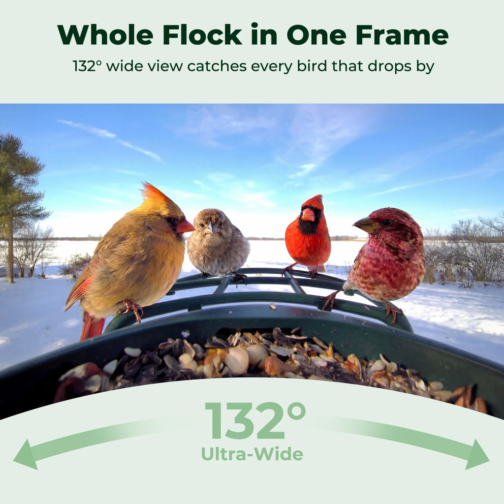 Smart Bird Feeder product image 3