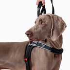 Reflective Martingale No-Pull Dog Harness product image 3
