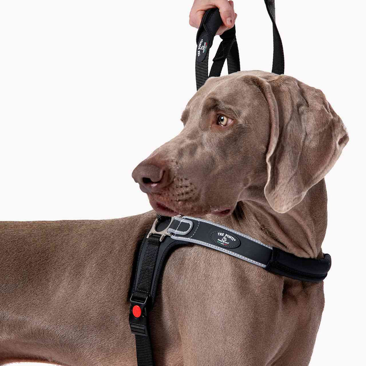 Reflective Martingale No-Pull Dog Harness product image 3