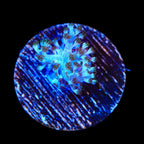 Kenya Tree Coral Frag product image 3