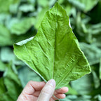 Kudzu Chip Small Animal Treats product image 3