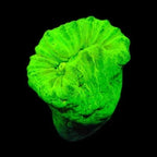 Candy Cane Coral product image 3