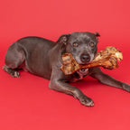 Large Beef Femur Bone Dog Chew product image 3
