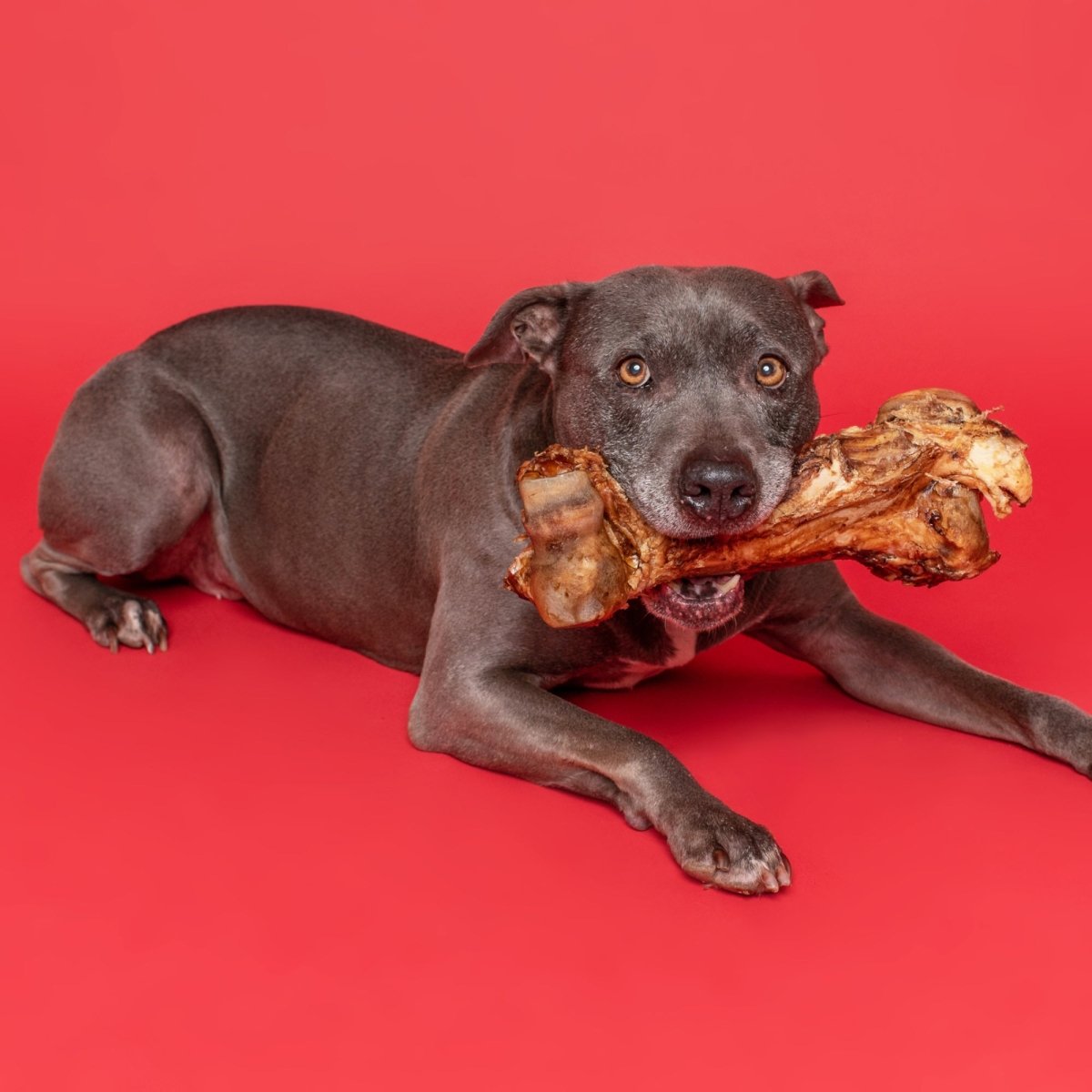 Large Beef Femur Bone Dog Chew product image 3