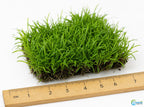 Live Aquarium Plant product image 3