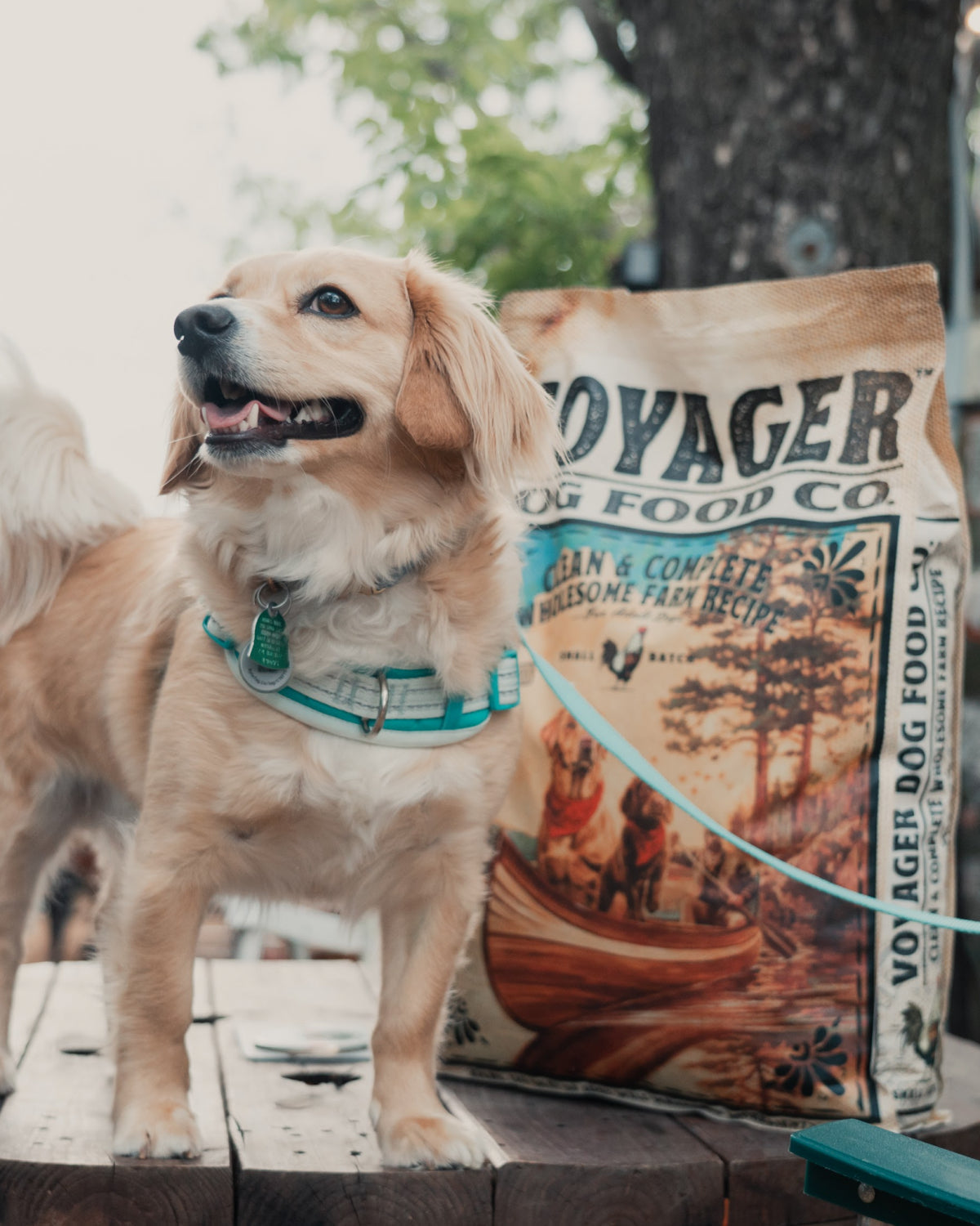 Chicken Recipe Dry Dog Food in Two Bag Sizes for Protein Rich Everyday Feeding and Coat Support product image 3