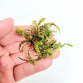 Hygrophila Pinnatifida Live Aquarium Plant, Bronze Fern-Like Foliage for Midground or Hardscape Growth source image 4