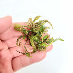 Hygrophila Pinnatifida Live Aquarium Plant, Bronze Fern-Like Foliage for Midground or Hardscape Growth source image 4