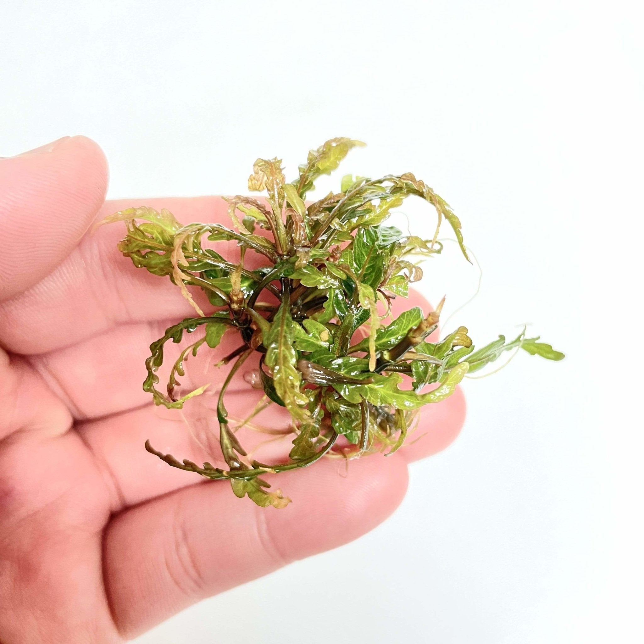 Hygrophila Pinnatifida Live Aquarium Plant, Bronze Fern-Like Foliage for Midground or Hardscape Growth source image 4