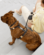 Hands-Free Dog Leash, Four-Way Convertible Crossbody and Waist Design in Standard or Wide Webbing source image 4