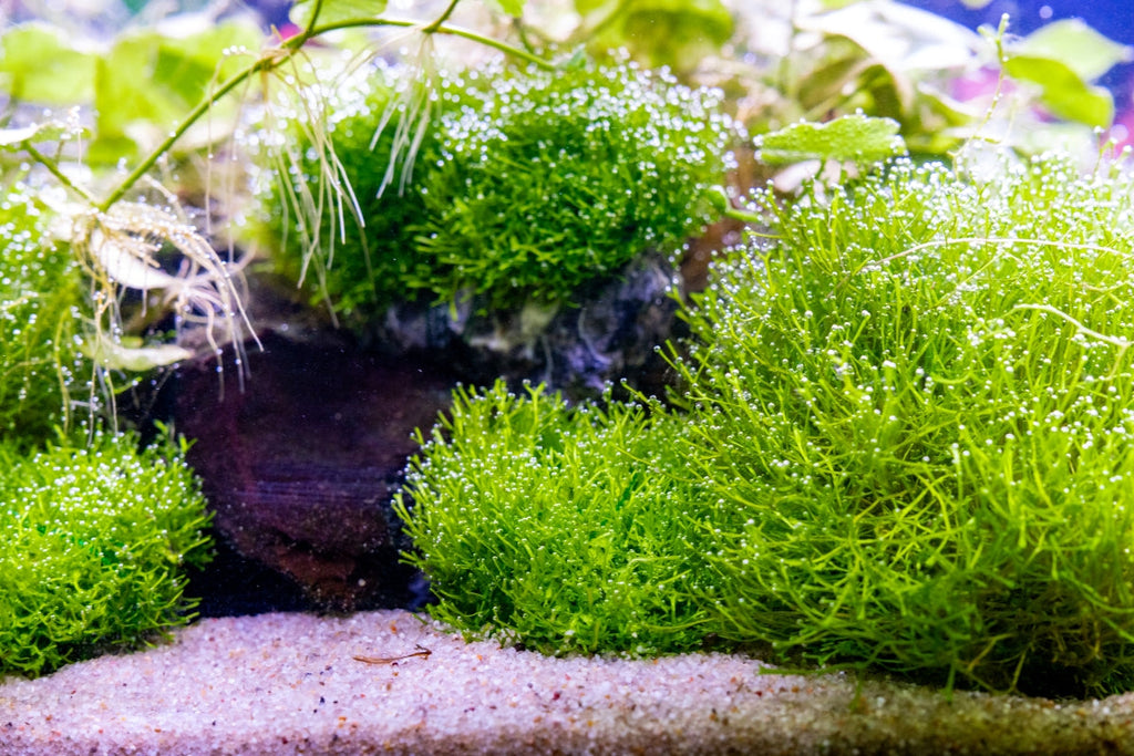 Riccia Fluitans Tissue Culture Aquarium Plant for Bright Green Floating Mats and Hardscape Carpeting source image 4