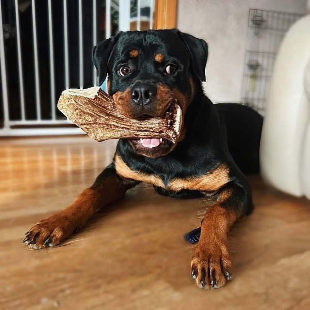 Moose Antler Base Dog Chew for Extreme Power Chewers, Dense Single-Piece Treat in Three Weight-Based Sizes source image 4
