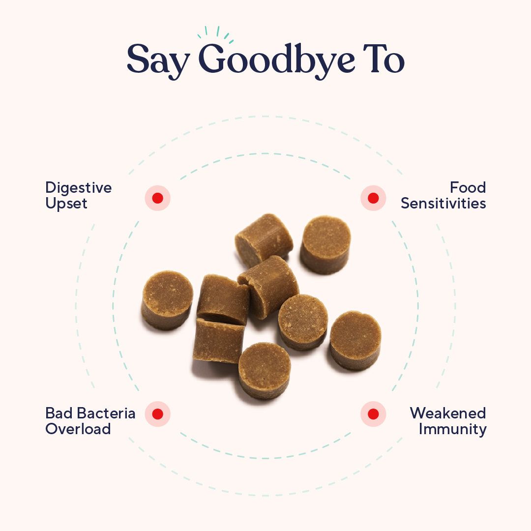 Daily Probiotic and Multivitamin Chews for Dogs, Easy Chew Format for Everyday Wellness Support product image 4