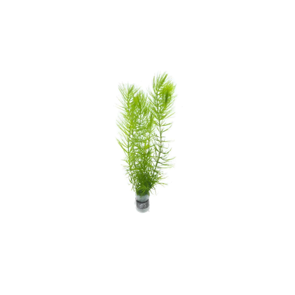 Live Hornwort Aquarium Plant Bunches for Floating or Planted Freshwater Tanks, Packs of Three or Six source image 4