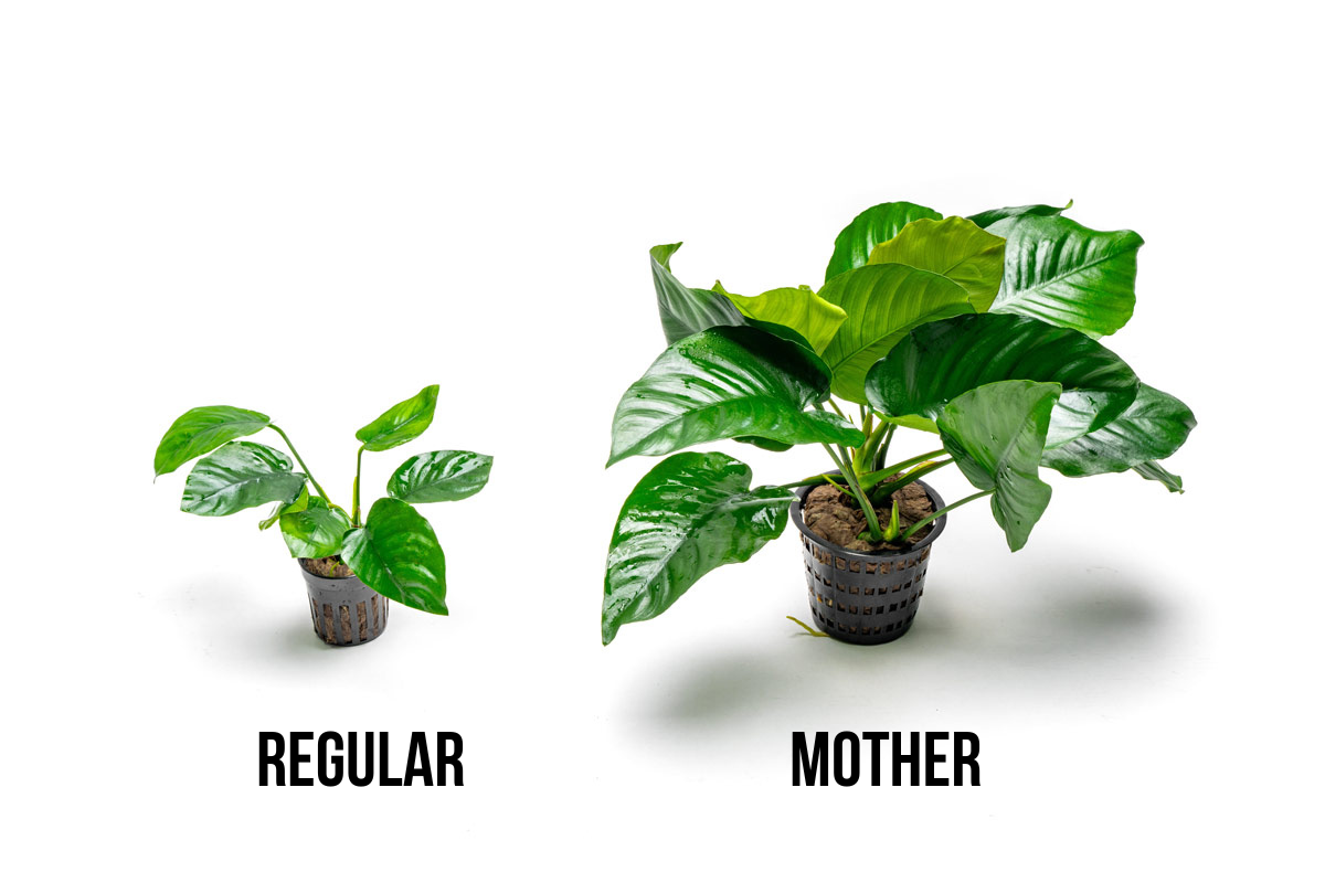 Live Anubias Aquarium Plant, Broad Leaf Mother Pot with Mature Rhizomes for Low-Light Freshwater Tanks source image 4