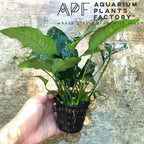 Anubias Nana Mother Plant, Established Aquarium Pot with 2 to 3 Rhizomes for Midground or Hardscape Planting source image 4