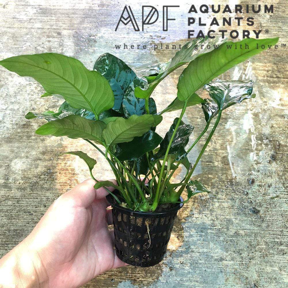 Anubias Nana Mother Plant, Established Aquarium Pot with 2 to 3 Rhizomes for Midground or Hardscape Planting source image 4