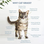 Organic Cat Grass Refill Kit, Three-Pack Wheat, Oat, Rye and Barley Seed Blend Growing in 5 to 7 Days source image 4