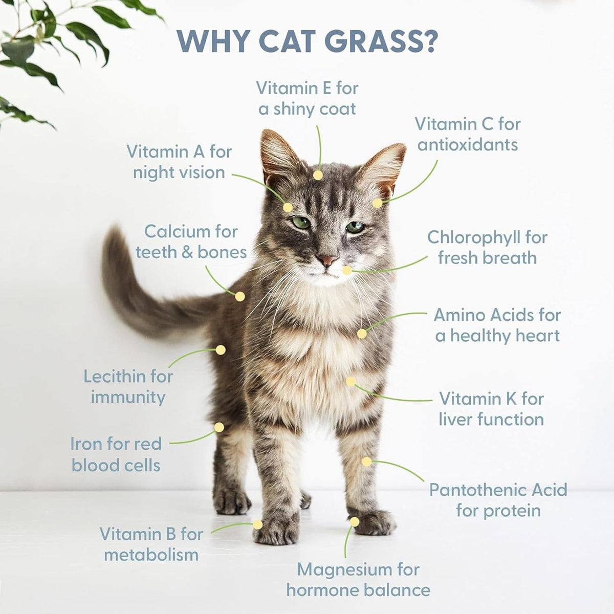 Organic Cat Grass Refill Kit, Three-Pack Wheat, Oat, Rye and Barley Seed Blend Growing in 5 to 7 Days source image 4