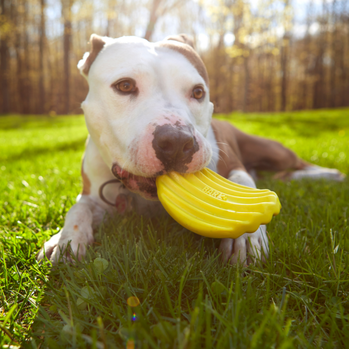 Nylon Dog Chew Toy Shaped Like a Potato Chip, Cheese-Scented Texture in Small and Medium/Large Sizes source image 4