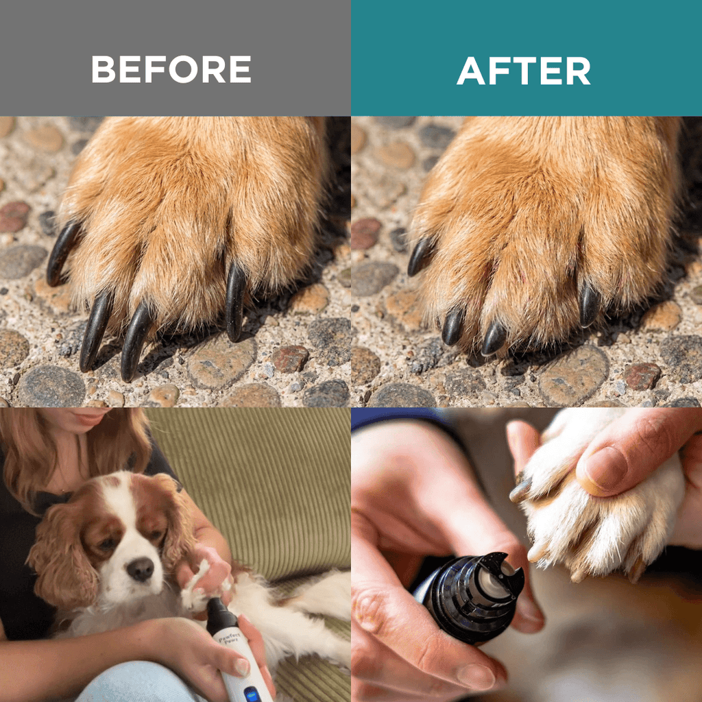 Electric Pet Nail Grinder, USB-C Rechargeable Two-Speed Tool with Three Guards and Diamond Grinding Head source image 4