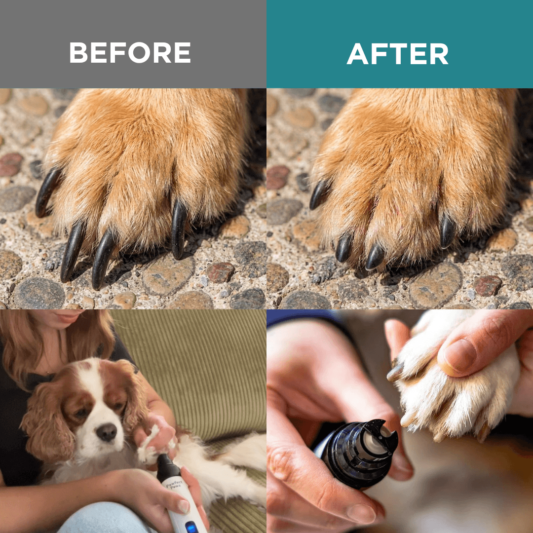 Electric Pet Nail Grinder, USB-C Rechargeable Two-Speed Tool with Three Guards and Diamond Grinding Head source image 4