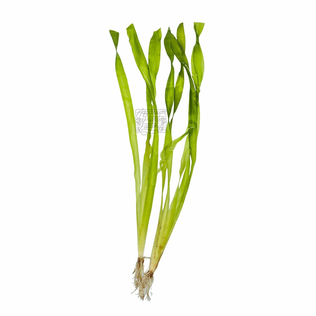 Corkscrew Vallisneria Aquarium Plant, 8 to 12 Inch Twisted Leaves in Bare-Root, Bunched or Potted Forms source image 4