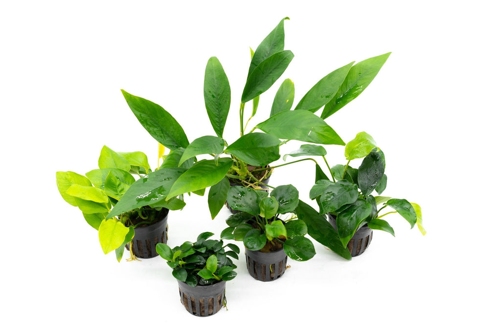 Assorted Live Anubias Aquarium Plant Pack for Low-Light Freshwater Tanks and Natural Aquascapes source image 4