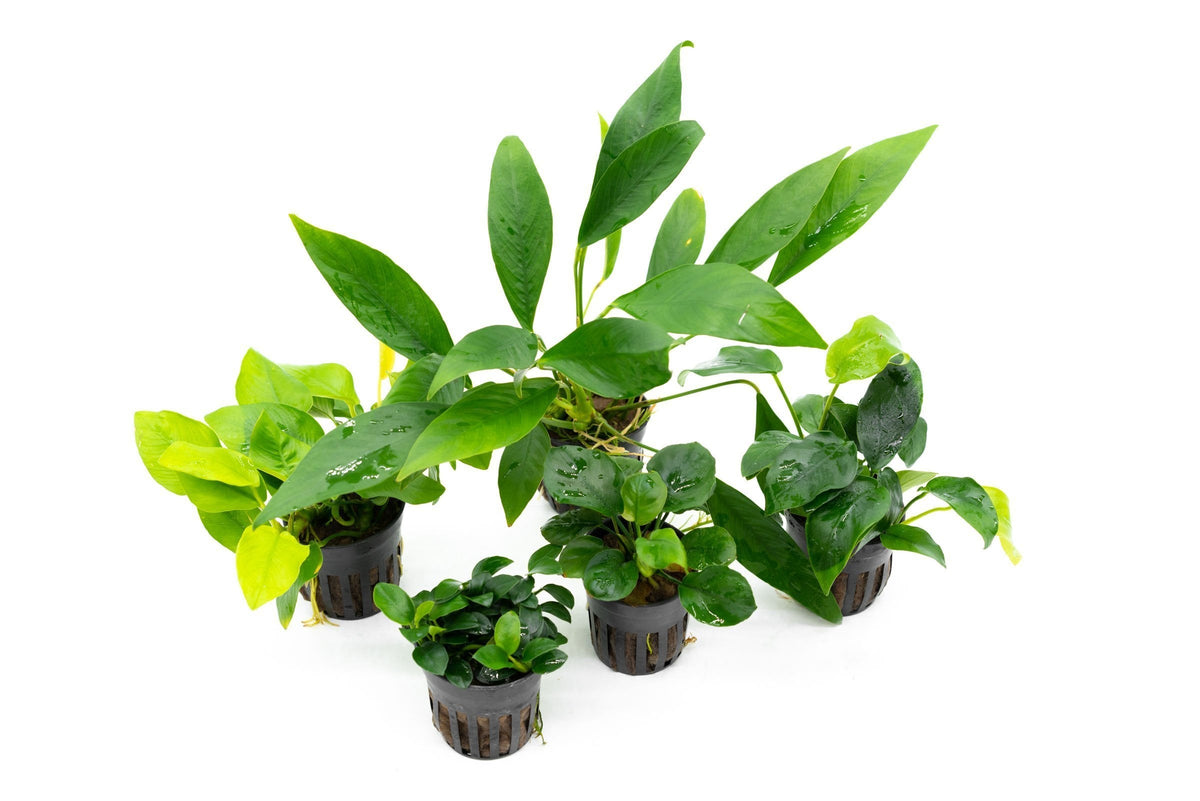 Assorted Live Anubias Aquarium Plant Pack for Low-Light Freshwater Tanks and Natural Aquascapes source image 4