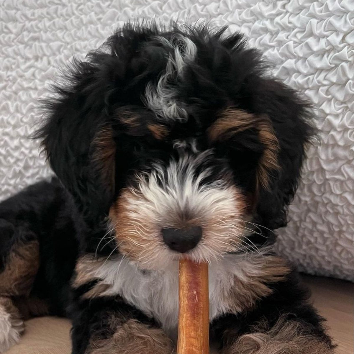 Six-Inch Thick Odor-Free Bully Sticks, Single-Ingredient Beef Chews for Medium and Strong Chewers source image 4