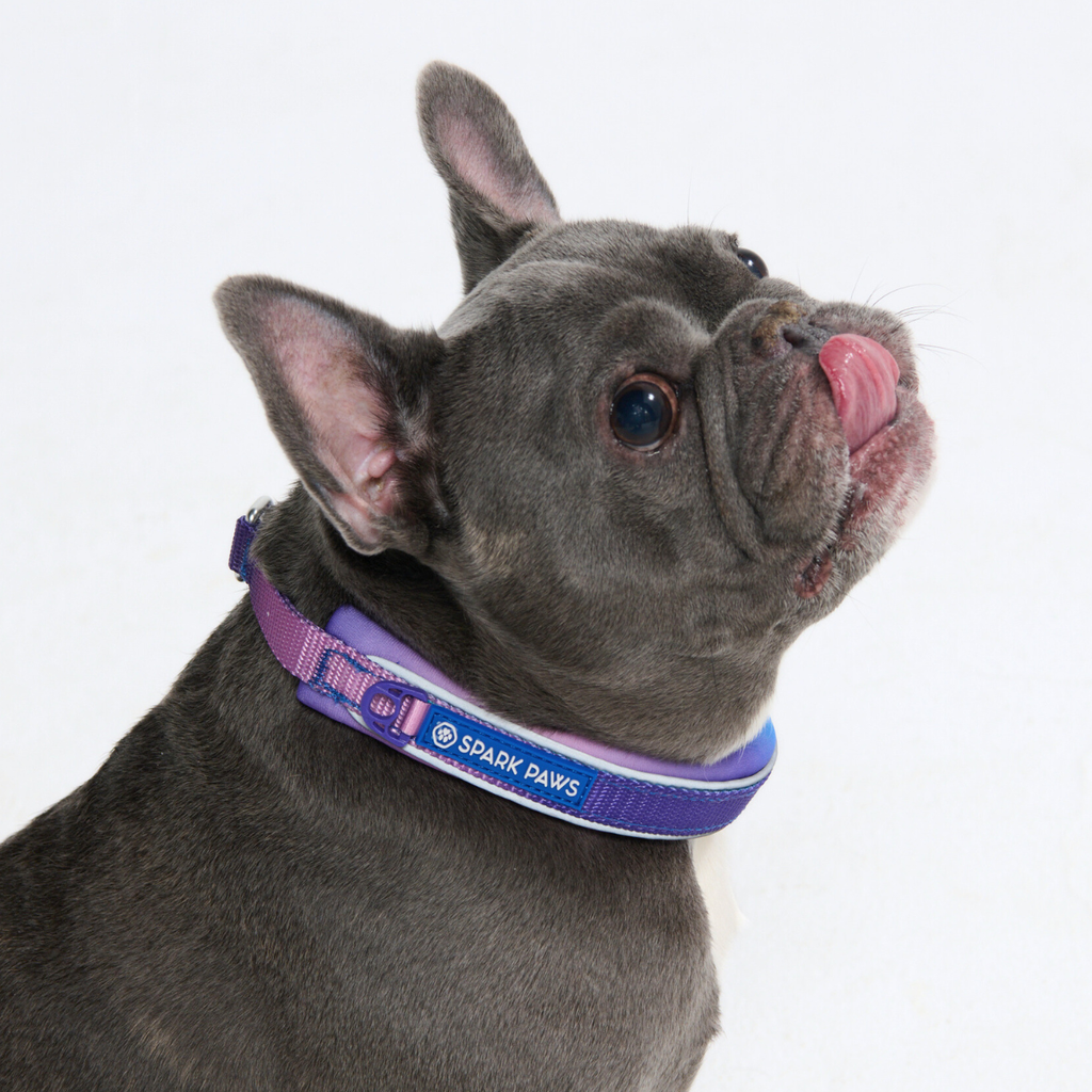Cushioned Martingale Dog Collar for Gentle Leash Guidance, Limited-Cinch Design in Five Sizes source image 4