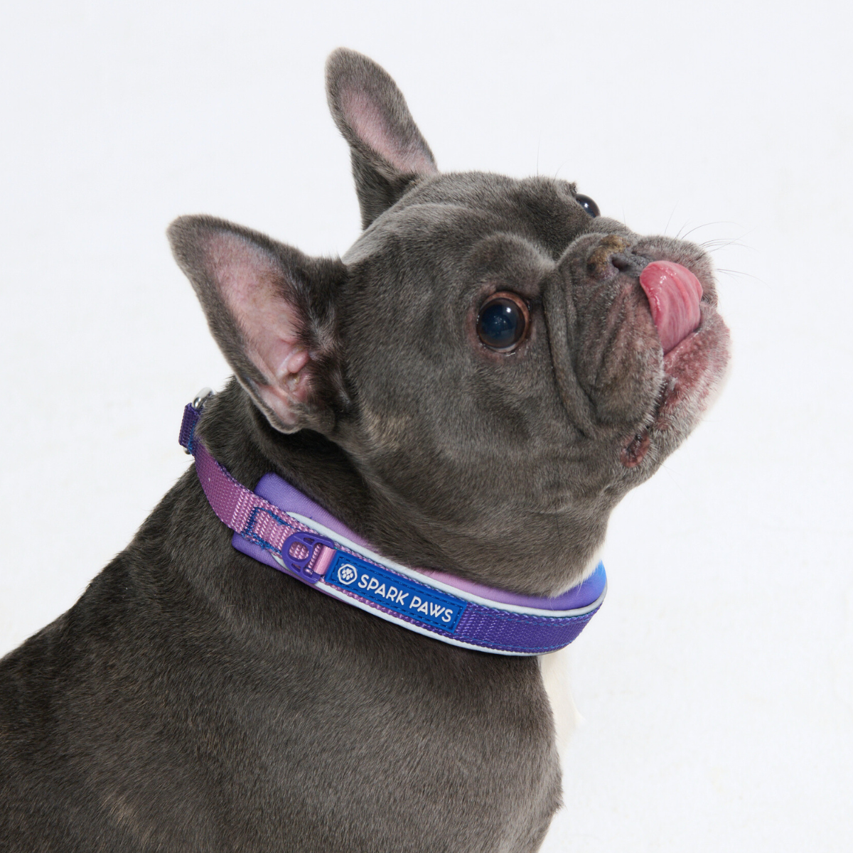 Cushioned Martingale Dog Collar for Gentle Leash Guidance, Limited-Cinch Design in Five Sizes source image 4