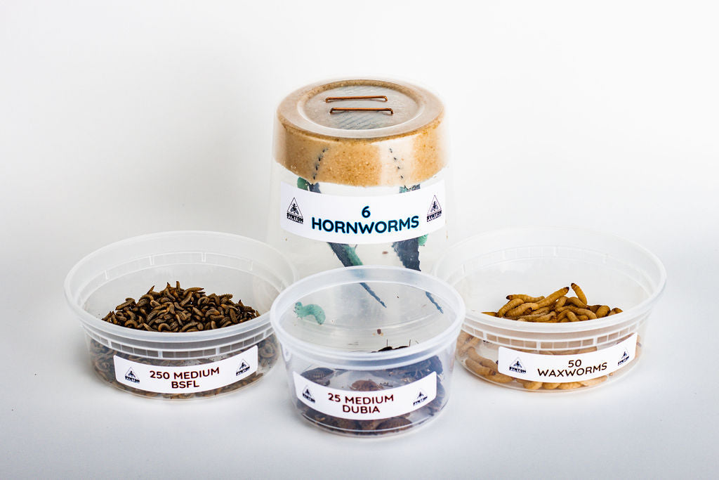 Live Feeder Insect Variety Pack for Reptiles, Combining Larvae, Roaches, Hornworms and Waxworms source image 4