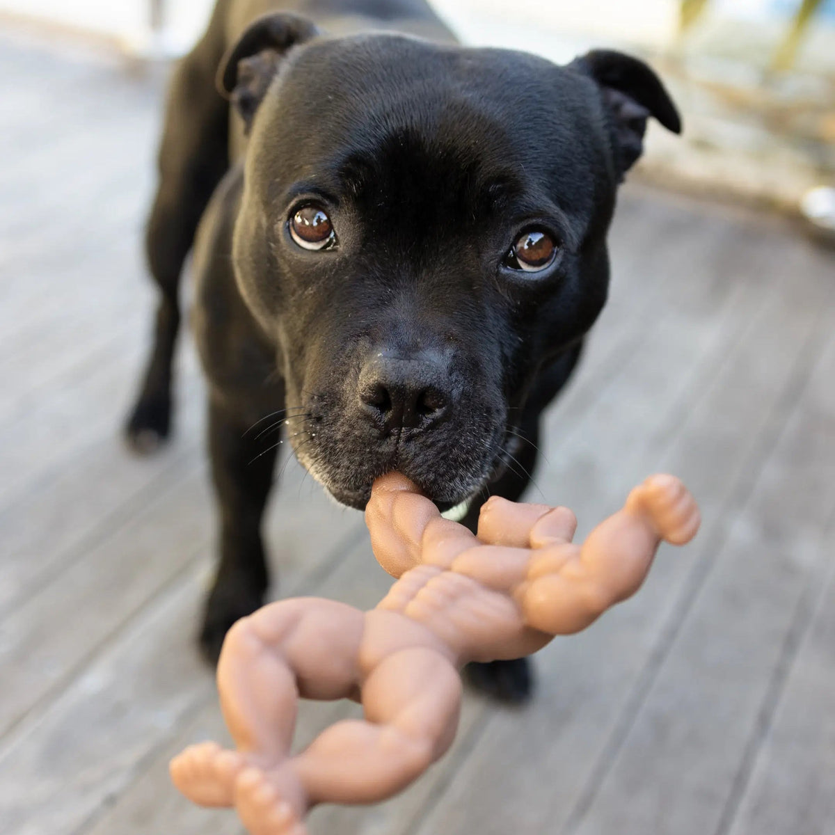 Nylon Dog Chew Toy with a Textured Solid Body, Squeaker-Free Enrichment for Supervised Power Chewing source image 4